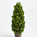 "NAPA Home & Garden, Boxwood Topiary Drop-In Collection"