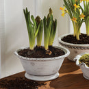 NAPA Home & Garden, WAKEFIELD Handmade Alvena Forcing Pot Collection