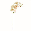 "NAPA Home & Garden, PHALAENOPSIS ORCHID DROP-IN COLLECTION"