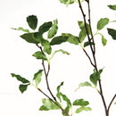 NAPA Home & Garden, PITTOSPORUM BRANCH 78",N4CC08