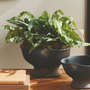NAPA Home & Garden, ECHEVERIA FERN & OLIVE TREE COLLECTION