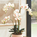 "NAPA Home & Garden, PHALAENOPSIS ORCHID DROP-IN COLLECTION"