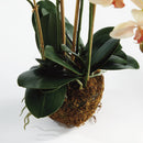 "NAPA Home & Garden, PHALAENOPSIS ORCHID DROP-IN COLLECTION"