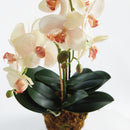 NAPA Home & Garden, PHALAENOPSIS ORCHID DROP-IN 23",N4CC1201PKL