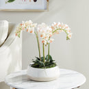 "NAPA Home & Garden, PHALAENOPSIS ORCHID DROP-IN COLLECTION"