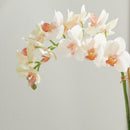 "NAPA Home & Garden, PHALAENOPSIS ORCHID DROP-IN COLLECTION"