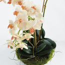 "NAPA Home & Garden, PHALAENOPSIS ORCHID DROP-IN COLLECTION"