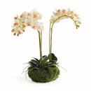 NAPA Home & Garden, PHALAENOPSIS 16" MINI GARDEN DROP-IN