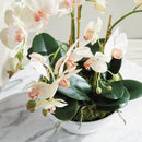 "NAPA Home & Garden, PHALAENOPSIS ORCHID DROP-IN COLLECTION"