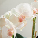 "NAPA Home & Garden, PHALAENOPSIS ORCHID DROP-IN COLLECTION"