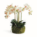 NAPA Home & Garden, PHALAENOPSIS ORCHID BOWL DROP-IN 18.5"