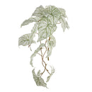 NAPA Home & Garden, CALADIUM SPILLER STEM