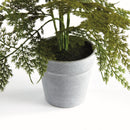 "Plumosa Fern Drop-In by NAPA Home & Garden"