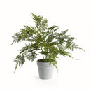 NAPA Home & Garden, PLUMOSA FERN DROP-IN 13"