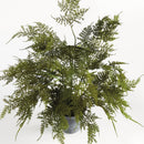 "Plumosa Fern Drop-In by NAPA Home & Garden"