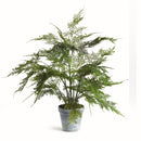NAPA Home & Garden, PLUMOSA FERN DROP-IN 17"