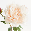 NAPA Home & Garden, PEONY STEM Collection