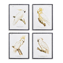 NAPA Home & Garden, PARROT STUDY IN WHITE, SET OF 4