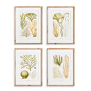 NAPA Home & Garden, VERDANT CORAL STUDY, SET OF 4
