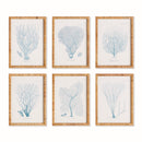NAPA Home & Garden, SEA FAN AND CORAL STUDY IN BLUE, SET OF 6