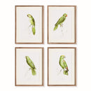NAPA Home & Garden, PARROT ILLUSTRATIONS IN GREEN, SET OF 4