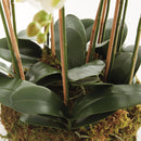 "NAPA Home & Garden, PHALAENOPSIS ORCHID DROP-IN COLLECTION"