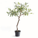 NAPA Home & Garden, OLIVE TREE DROP-IN 40"