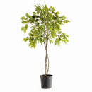 NAPA Home & Garden, FICUS TREE DROP-IN 51"