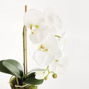 "NAPA Home & Garden, PHALAENOPSIS ORCHID DROP-IN COLLECTION"