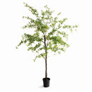 SHADY LADY OLIVE TREE DROP-IN 90"