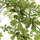 SHADY LADY OLIVE TREE DROP-IN 90"