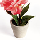 Mini Peony Potted Plant by NAPA Home & Garden