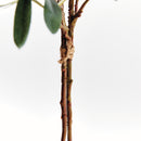 OLIVE STEMS WITH OLIVES 32", BUNDLE OF 2