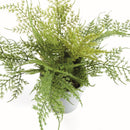 MINI PLUMOSA FERN POTTED 11"