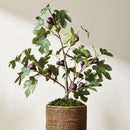 FIG TREE WITH FIGS POTTED DROP-IN 34"