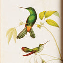 HUMMINGBIRDS IN BLOOMS STUDY, SET OF 8