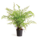 NAPA Home & Garden, SOFT FERN DROP-IN Collection