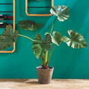 NAPA Home & Garden, ALOCASIA POTTED 42"