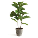 NAPA Home & Garden, FIDDLE LEAF FIG POTTED 43"