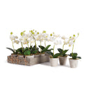 NAPA Home & Garden, MINI PHALAENOPSIS 9" POTTED, Set of 12