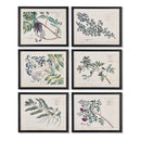 NAPA Home & Garden, BERRY BRANCH BOTANICAL STUDY, SET OF 6
