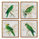 NAPA Home & Garden, GREEN PARROTS STUDY, SET OF 4