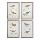NAPA Home & Garden, COASTAL BIRDS STUDY, SET OF 4
