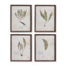 NAPA Home & Garden, PETITE FROND PRINTS, SET OF 4