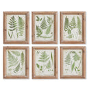 NAPA Home & Garden, ASSORTED FROND STUDY PETITE, SET OF 6