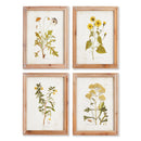 NAPA Home & Garden, GOLDEN WILDFLOWER STUDY, SET OF 4