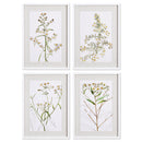 NAPA Home & Garden, DAISY PRINTS, SET OF 4