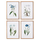 NAPA Home & Garden, MOUNTAIN BOTANICAL PRINTS, SET OF 4