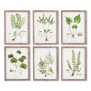 NAPA Home & Garden, SHADE GARDEN STUDY, SET OF 6