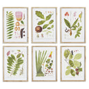 NAPA Home & Garden, LEAF BOTANICAL STUDY, SET OF 6